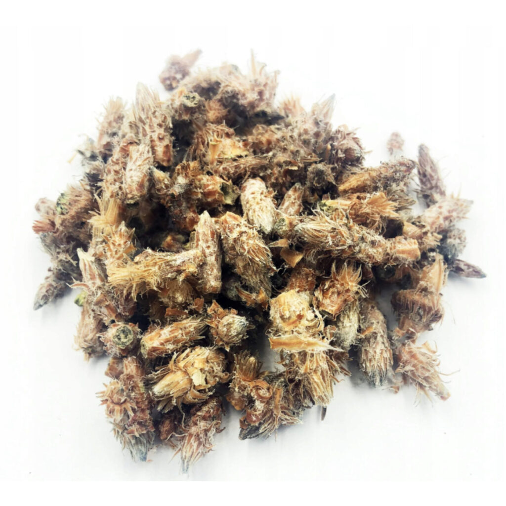 Pine-Buds-epicofnature