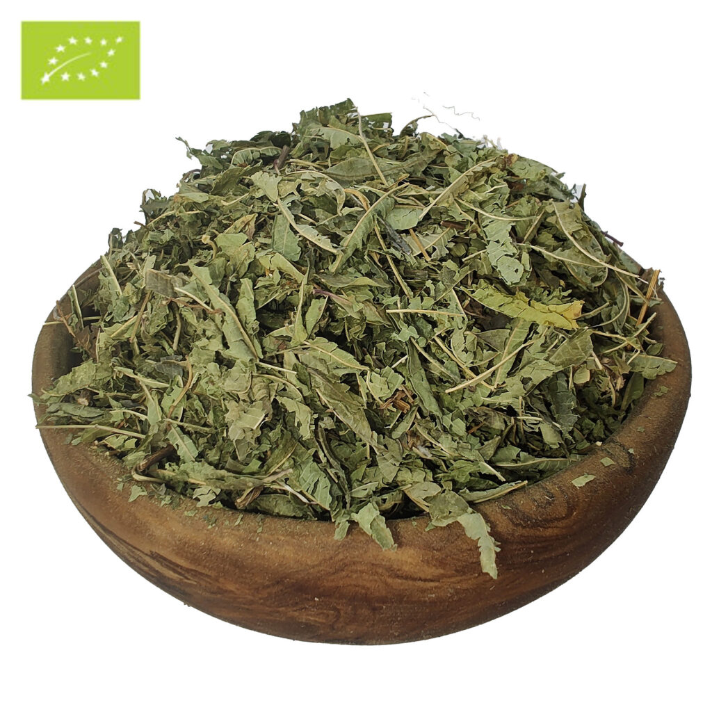 Werbena-cytrynowa Vervain-Herb-epicofnature