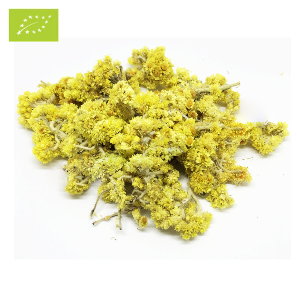 Helichrysum-flower-epicofnature