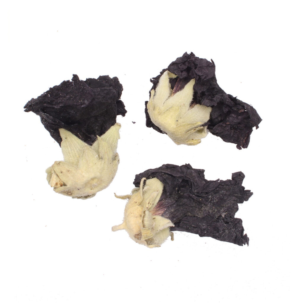 Black-Mallow-Flower-epicofnature